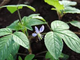 Image result for Cleome rutidosperma