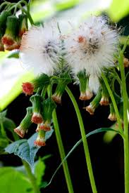 Image result for Crassocephalum crepidioides