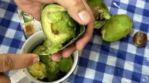 Diiris di tengah, diputar, dibuka, lalu dimakan, kata kepala. Cara Makan Buah Avocado Yg Betul Dan Sedap Dan Mudah Youtube