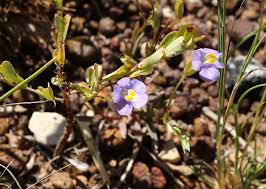 Image result for Mimulus gracilis