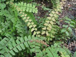 Image result for Adiantum