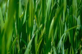 The name, brown patch, is not very descriptive of the varied symptom expression caused by brown. Why Is My St Augustine Grass Turning Yellow 5 Problems And Solutions