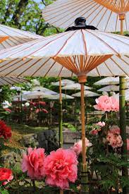 上品で風情もある満開の牡丹の花と和傘 牡丹の花 傘 和 傘