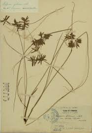 Image result for Pycreus flavidus