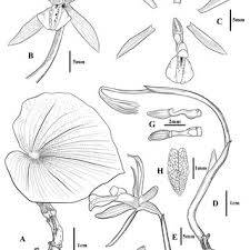 Image result for Nervilia kotschyi