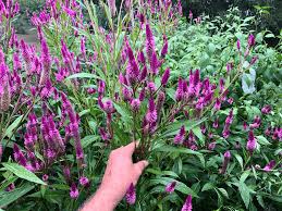 Image result for Celosia nervosa