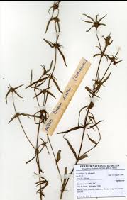 Image result for Spermacoce ruelliae