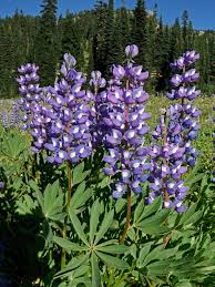 Smaller centers occur in north africa and the mediterranean. Lupinus Arcticus Wikipedia