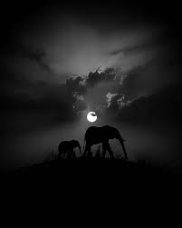 Beautiful Black And White Elephant Pictures Beautiful Great Work Credit Smclo Edits This Earth Was Made For All Beings Not Just Human Elephant Background White Elephant Images Elephant Images