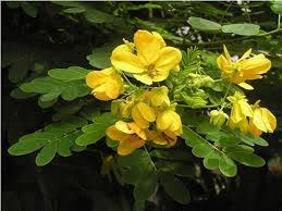 Image result for Cassia thyrsoidea
