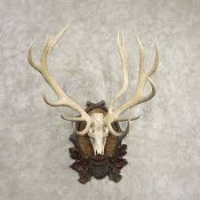 Red Deer Stag Skull Antler European Taxidermy Mount For Sale Skull Taxidermy Mounts Deer Species