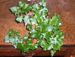 German Ivy Senecio Mikanioides Buy It Now Easy To Grow Houseplants Ivy Plants House Plant Care