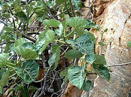 Image result for Ficus abutilifolia