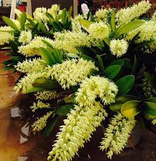 Dendrobium Pedunculatum Var Speciosum Dendrobium Speciosum Var Pedunculatum Beautiful Orchids Dendrobium Speciosum Dendrobium Orchids