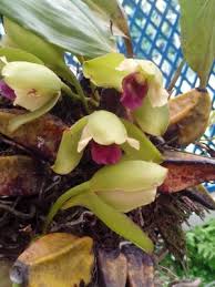 Image result for Pycreus cuanzensis