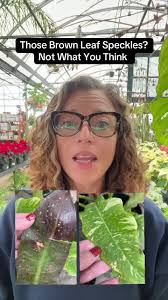 Philodendron Yellow Leaves and Brown Spots