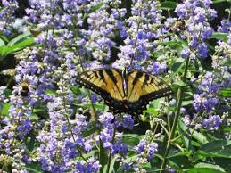 Image result for Vitex fischeri