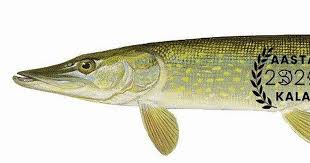 Oka ishlarilaga omad iltimos astral4ni ham dublaj qilila rahmat. 2021 Aasta Kala On Haug Uudis Net