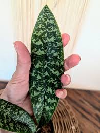 Image result for Oeceoclades decaryana