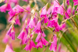Image result for Dierama formosum × plowesii