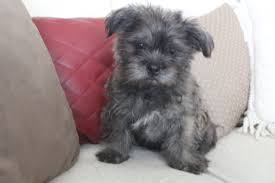 Shorkie Greatdogsite