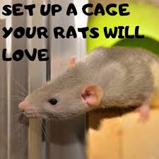 How To Choose And Set Up The Perfect Rat Cage Baby Rats Rat Cage Pet Rat Cages