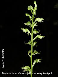 Image result for Habenaria malacophylla