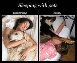 Peyzaj Deniz Taragi Advent Why Do Dogs Like To Sleep In Between Your Legs Wildatlanticwaypods Com