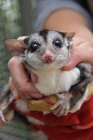 Six Squirrel Gliders Had Their Teeth Checked At Werribee Open Range Zoo Today They Were Weighed And Received A Tail Fur T Animals Squirrel Glider Baby Animals