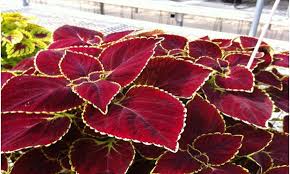 Image result for Coleus zombensis