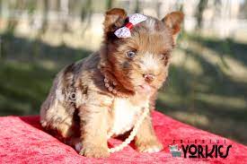 Pin On Beautiful Dogs