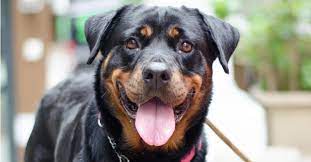 What Are Some Large Dog Breeds Petfinder