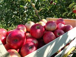Premieres Pommes Akane En Cueillette Les Jardins De La Frolle Facebook