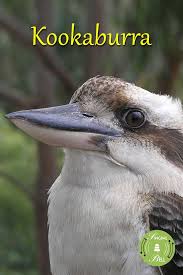 Bird Sounds Birds Singing Mp3 Download Kookaburra Free Karaoke Nursery Rhymes Nursery Rhymes Australian Nursery Nursery Rhymes Songs