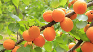 Obst Mit Wenig Zucker Welches Obst Ist Keine Zuckerfalle Sundt Nutrition