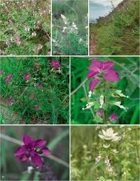 Image result for Syncolostemon sp. nov. aff. teucriifolius