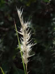 Image result for Rytidosperma davyi