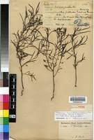 Image result for Anticharis