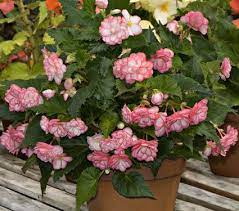 Begonia On Top Pink Halo White Flower Farm Pink Halo Begonia