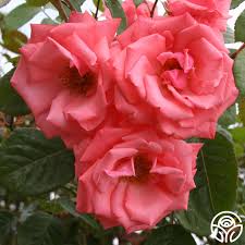 Agatha Christie Rose - Climbing Roses - Lightly Fragrant – Heirloom Roses