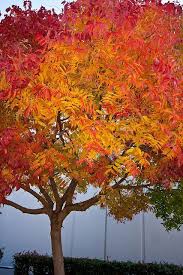 Help us fill in the blanks! Chinese Pistache Tree 1989 Shade Trees Ornamental Trees Backyard Shade