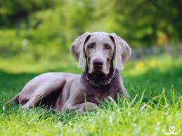 Image result for výmarský dlouhosrstý ohař