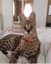 Savannahcat.com is the official website for savannah cat breed. Le Savannah F1 Cute F1 Savannah Kittens For Adoption Jeddah Sa Fr Oc2o