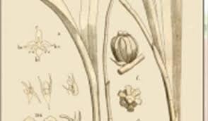 Image result for Phyllorachis