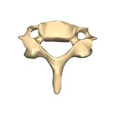 The Vertebral Column | Bones of the Spine | Geeky Medics