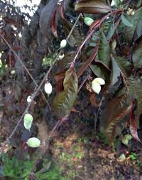 We did not find results for: Prunus Persica Nectarine Peach North Carolina Extension Gardener Plant Toolbox