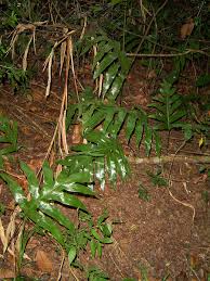 Image result for Microsorum scolopendria