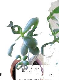 Image result for Crassula schimperi