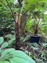 Image result for Cyatheaceae
