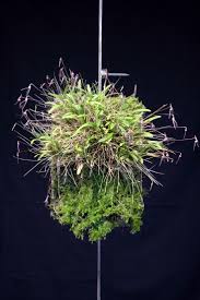 Image result for Bulbophyllum elliotii